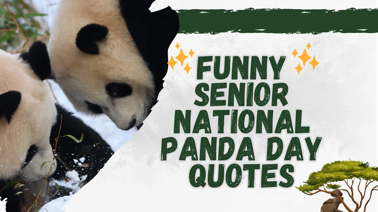 95+ Funny Senior National Panda Day Quotes, Captions, and Sayings