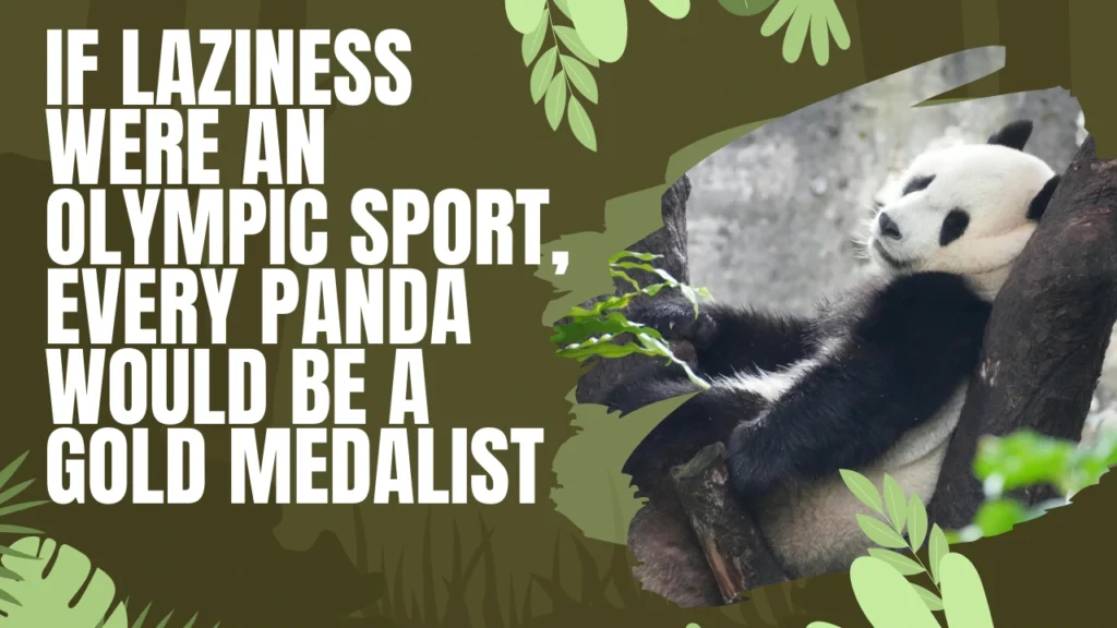 Additional Senior National Panda Day Quotes and Funny Sayings