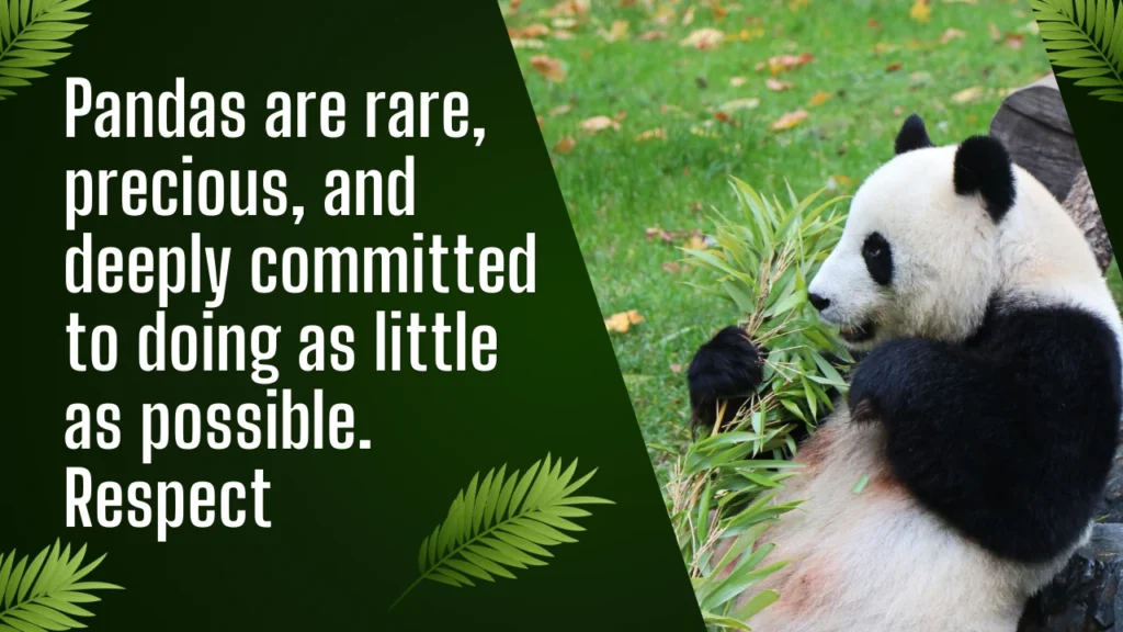 Cute and Heartwarming National Panda Day Captions