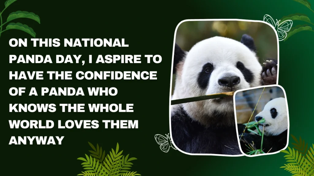 Funny National Panda Day Quotes That Will Make You Smile