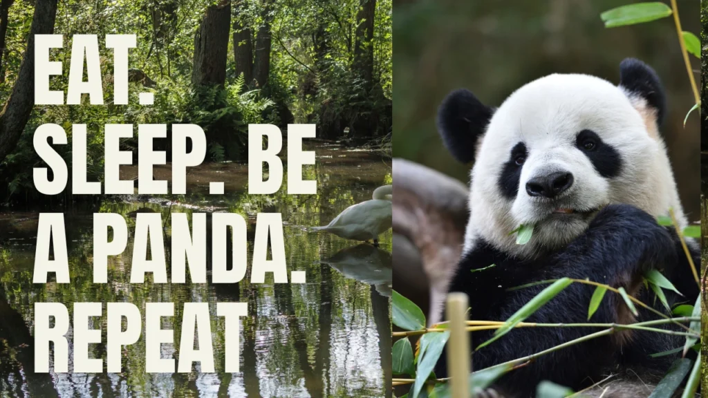 Famous Quotes About Pandas and Wildlife Conservation