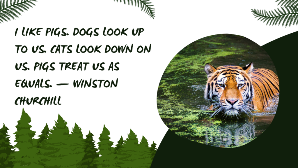 Short Funny Wildlife Quotes for Instagram and Captions