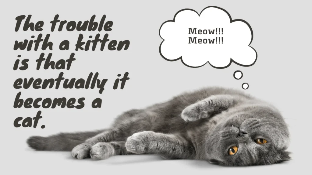 Famous Cat Quotes and Sayings Cat Lovers Have Never Heard