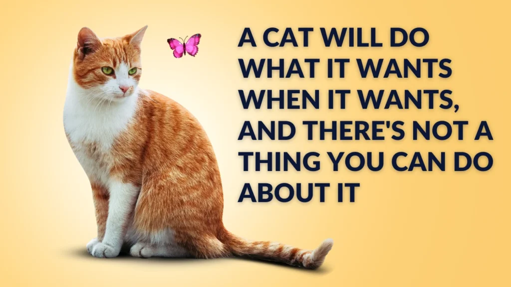 Cute Short Cat Quotes for Instagram Captions