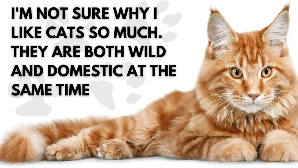 Short Funny Kitten Quotes and Cat Love Quotes