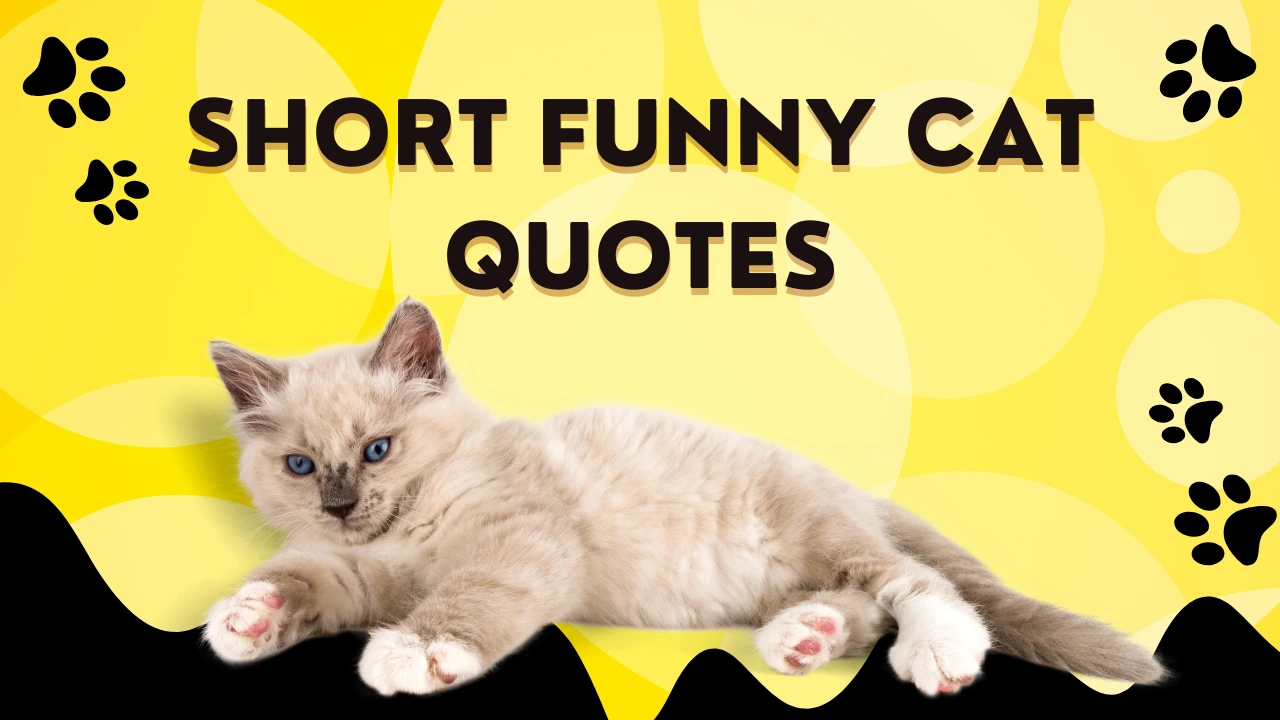 90+ Short Funny Cat Quotes for Instagram Captions and Cat Lovers