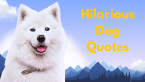 80+ Hilarious Dog Quotes That Perfectly Capture Your Pup's Crazy Life 🐶