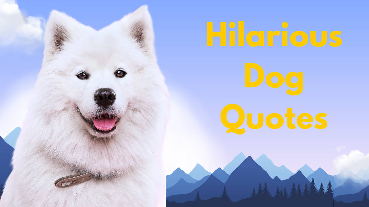 80+ Hilarious Dog Quotes That Perfectly Capture Your Pup's Crazy Life 🐶
